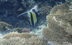 Zanclus cornutus