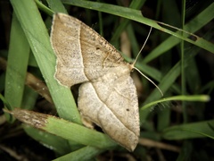 Rhynchobapta cervinaria