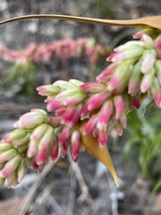 Dracophyllum secundum