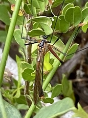 Harpobittacus phaeoscius