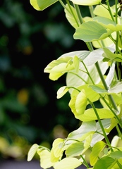 Malvaviscus arboreus