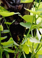 Malvaviscus arboreus