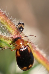 Lebia