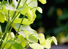 Malvaviscus arboreus