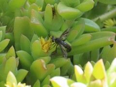 Syllegomydinae