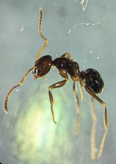 Prolasius nitidissimus