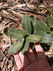 Angophora hispida
