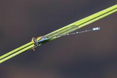 Pseudagrion aureofrons