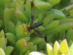 Syllegomydinae