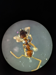 Prolasius nitidissimus
