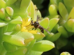Syllegomydinae