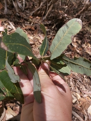 Angophora hispida