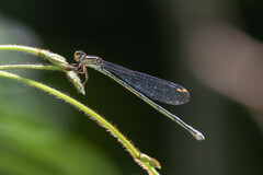 Pseudagrion ignifer