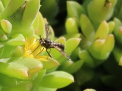 Syllegomydinae