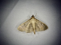 Pyraustini