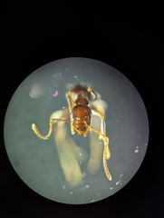 Prolasius nitidissimus