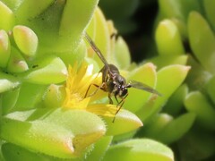 Syllegomydinae