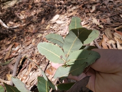 Angophora hispida