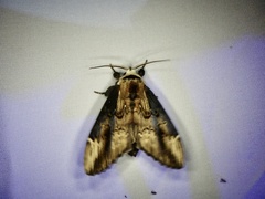 Hexafrenum leucodera