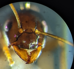 Prolasius nitidissimus