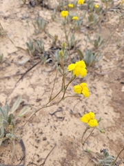 Goodenia willisiana