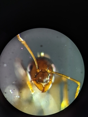 Prolasius nitidissimus