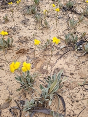 Goodenia willisiana