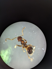 Prolasius nitidissimus