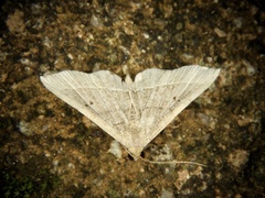 Paracolax trilinealis