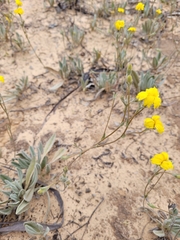Goodenia willisiana