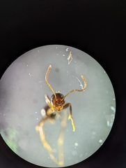 Prolasius nitidissimus