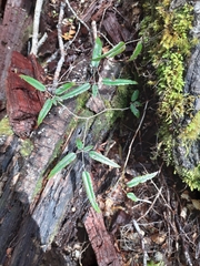 Rubus schmidelioides