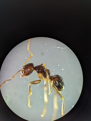 Prolasius nitidissimus