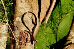 Emoia nigra