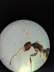 Prolasius nitidissimus