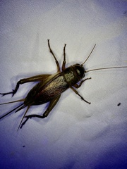 Teleogryllus emma