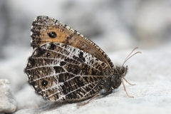 Oeneis glacialis
