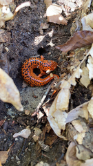 Pseudotriton ruber