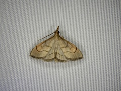 Clupeosoma pryeri