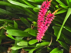Aechmea gamosepala