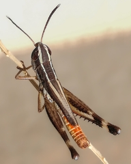 Macrotona securiformis