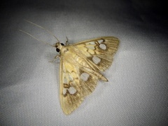 Nosophora semitritalis