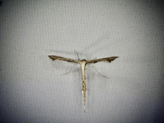 Stenoptilodes taprobanes