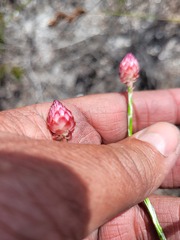 Edmondia