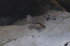 Phoenicurus ochruros