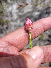 Edmondia