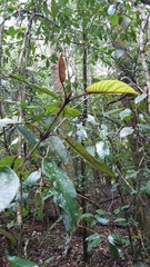 Trichocladus crinitus