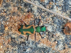Cicindela calligramma