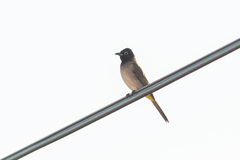 Pycnonotus xanthopygos