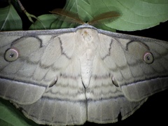 Antheraea yamamai yamamai